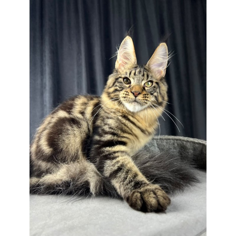 Maine Coon EZ Pathos