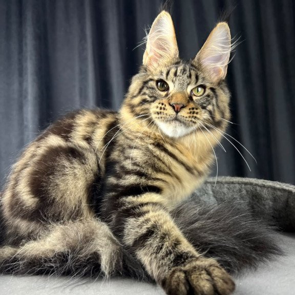 Maine Coon EZ Pathos