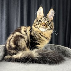 Maine Coon EZ Pathos