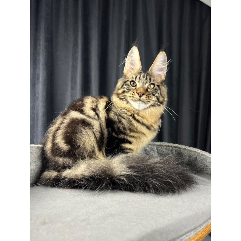 Maine Coon EZ Pathos