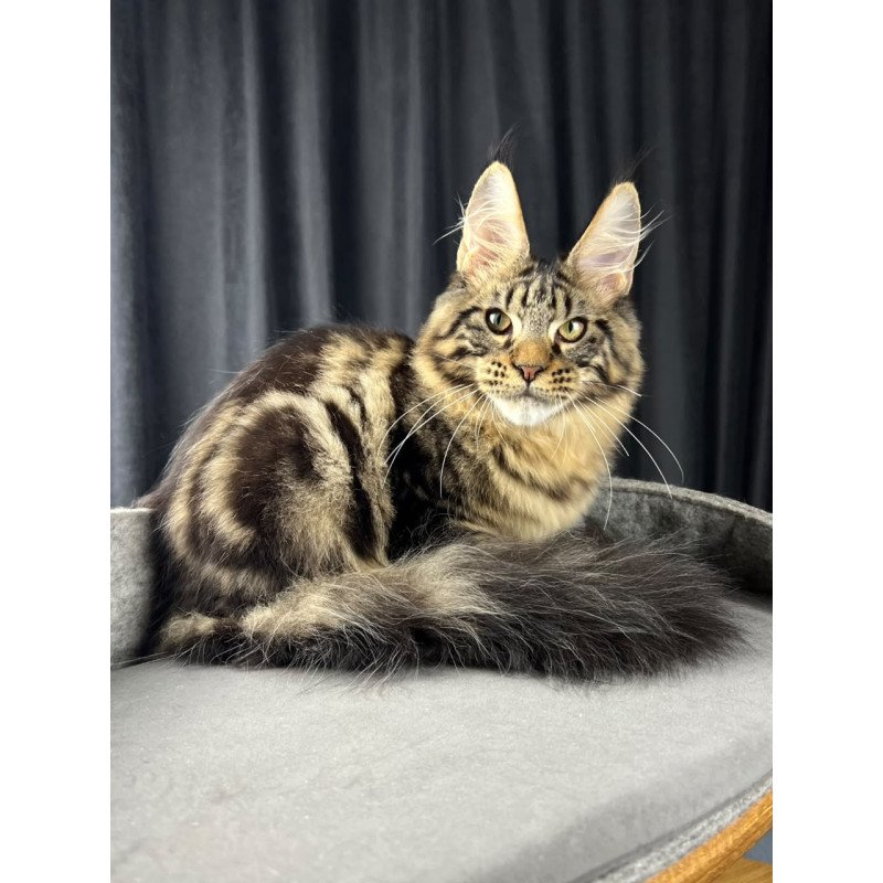 Maine Coon EZ Pathos