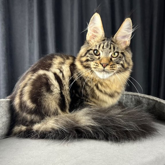 Maine Coon EZ Pathos