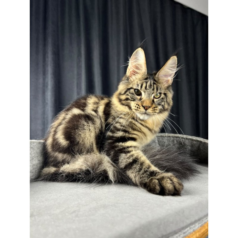 Maine Coon EZ Pathos