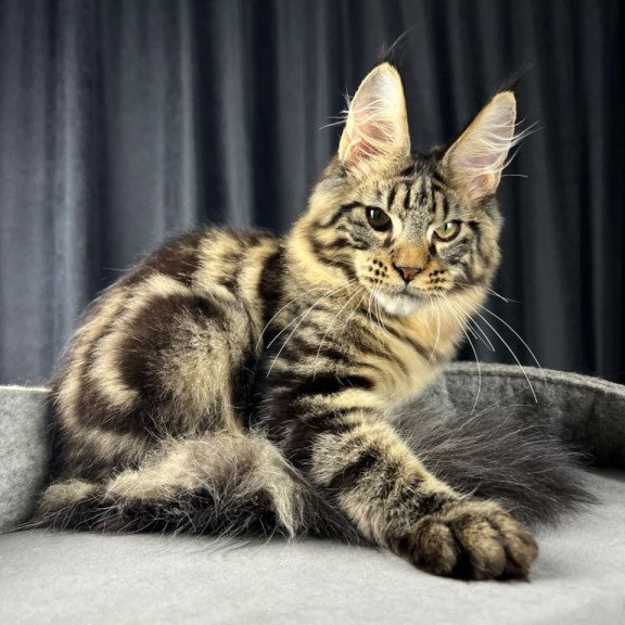 Maine Coon EZ Pathos