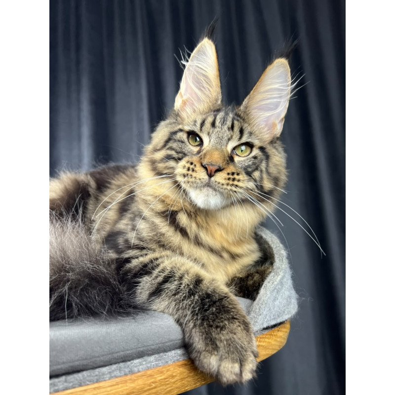 Maine Coon EZ Pathos