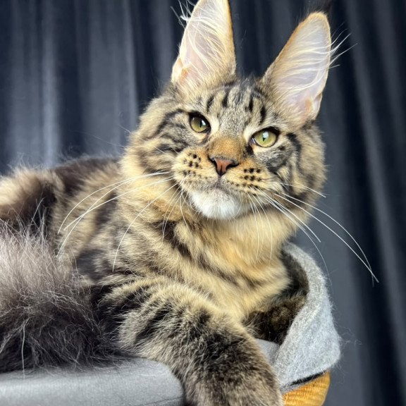 Maine Coon EZ Pathos