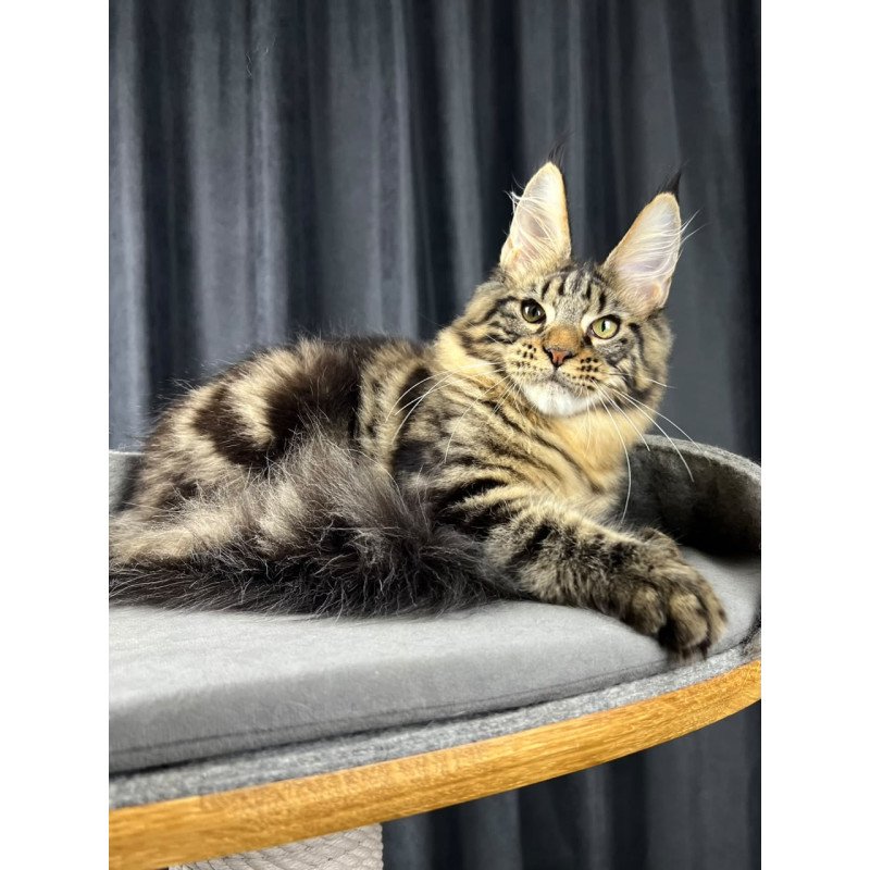 Maine Coon EZ Pathos
