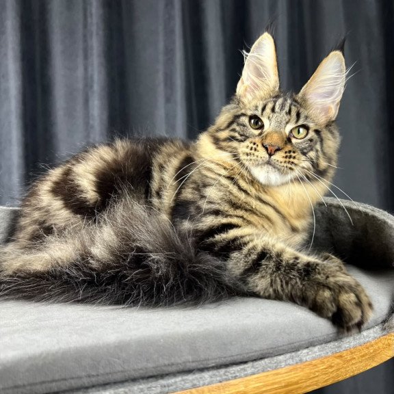 Maine Coon EZ Pathos