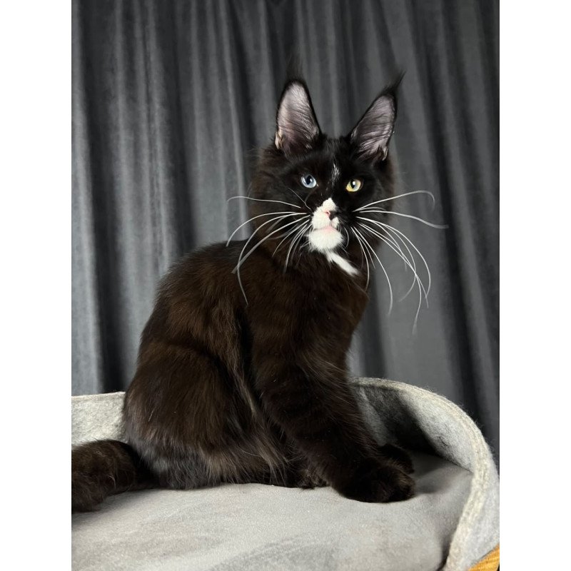 Maine Coon EZ Nolan