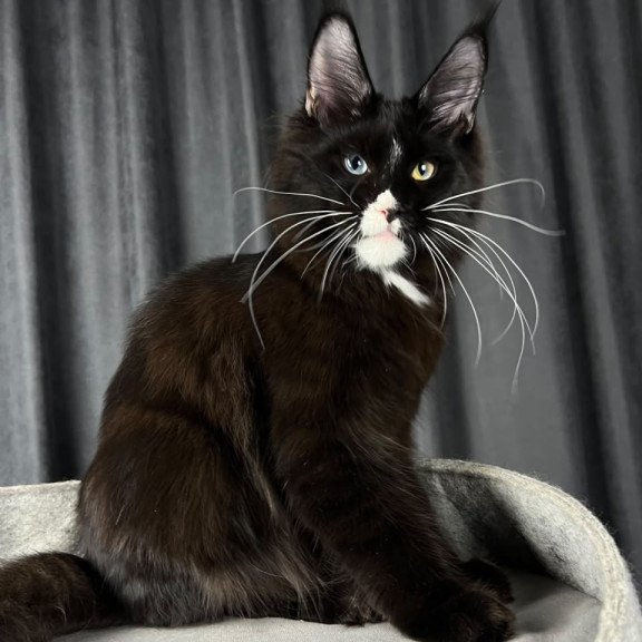 Maine Coon EZ Nolan