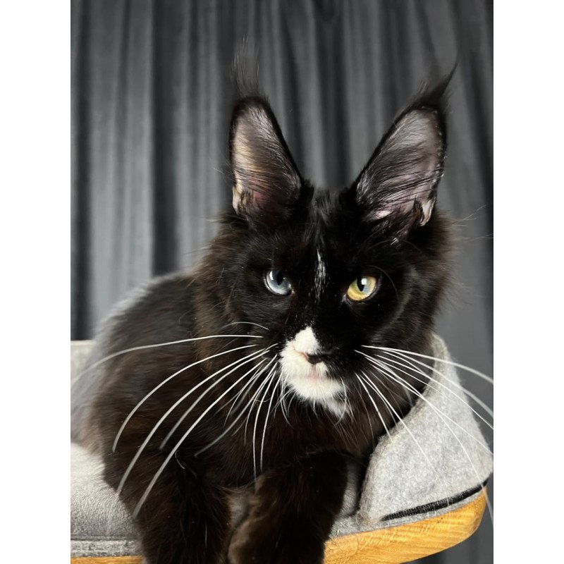 Maine Coon EZ Nolan