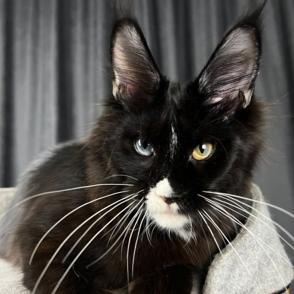 Maine Coon EZ Nolan