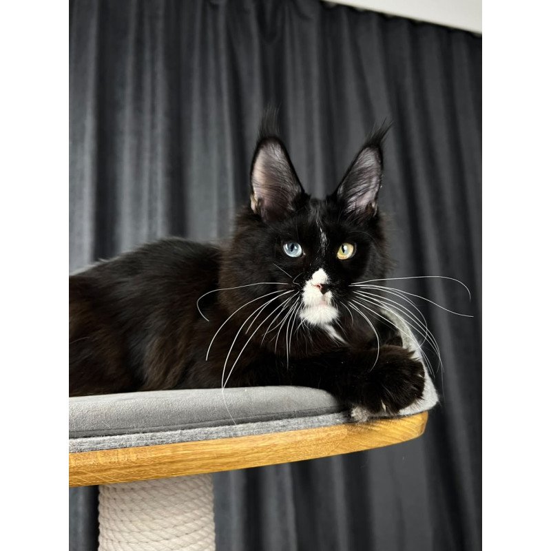 Maine Coon EZ Nolan