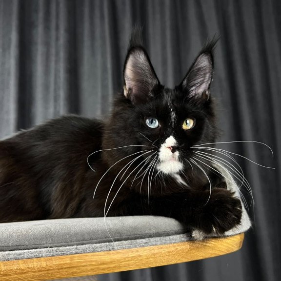 Maine Coon EZ Nolan