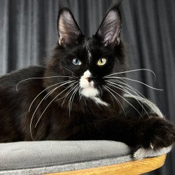 Maine Coon EZ Nolan