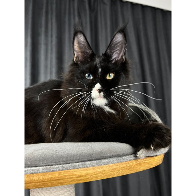 Maine Coon EZ Nolan