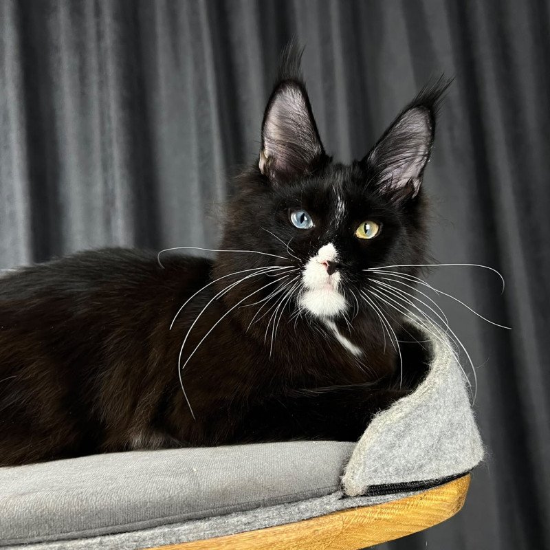 Maine Coon EZ Nolan