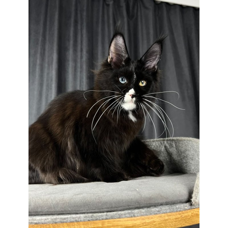 Maine Coon EZ Nolan