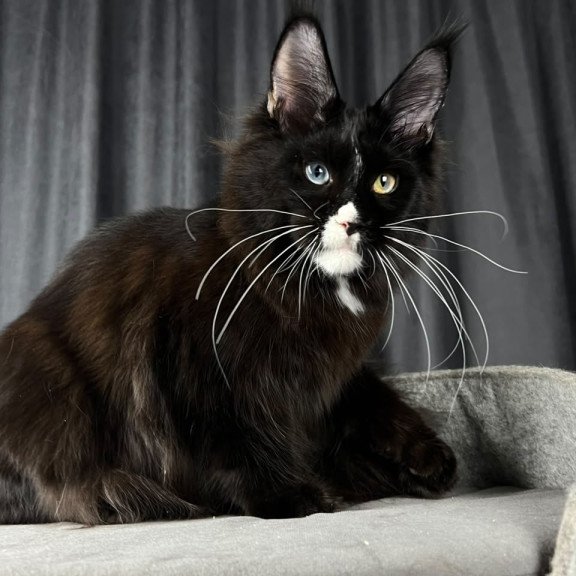 Maine Coon EZ Nolan