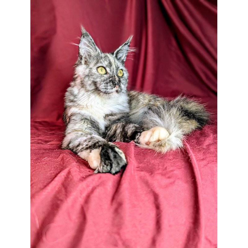 Maine Coon EZ Westalia