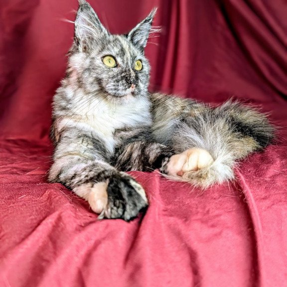 Maine Coon EZ Westalia