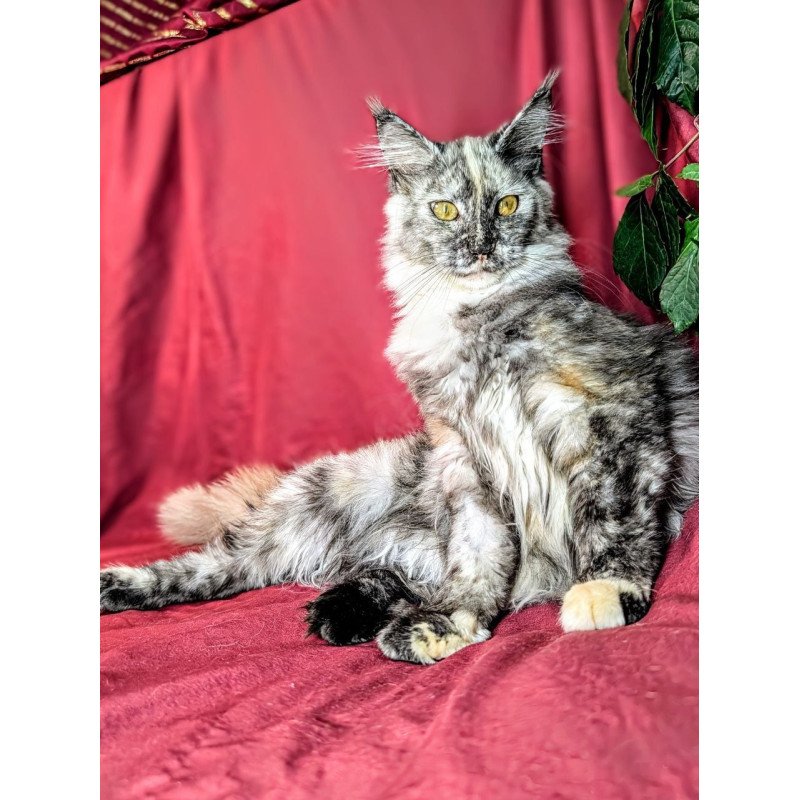 Maine Coon EZ Westalia