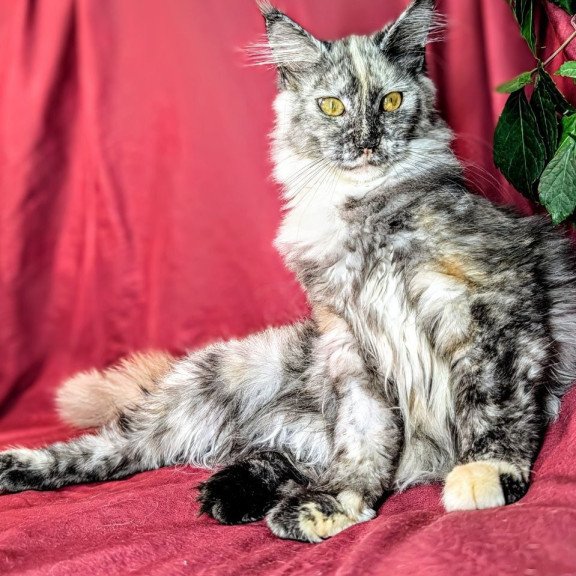 Maine Coon EZ Westalia