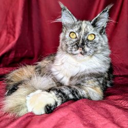 Maine Coon EZ Westalia