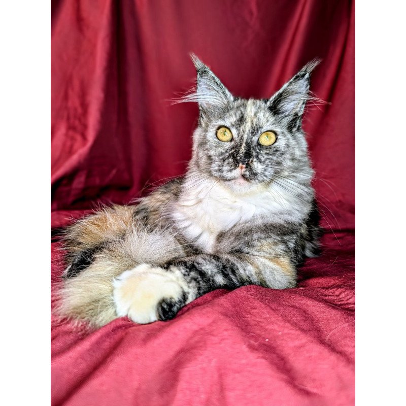 Maine Coon EZ Westalia