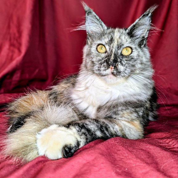 Maine Coon EZ Westalia