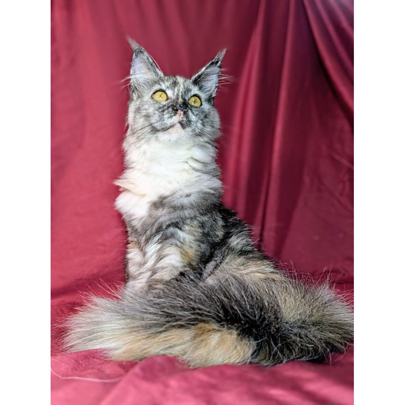Maine Coon EZ Westalia