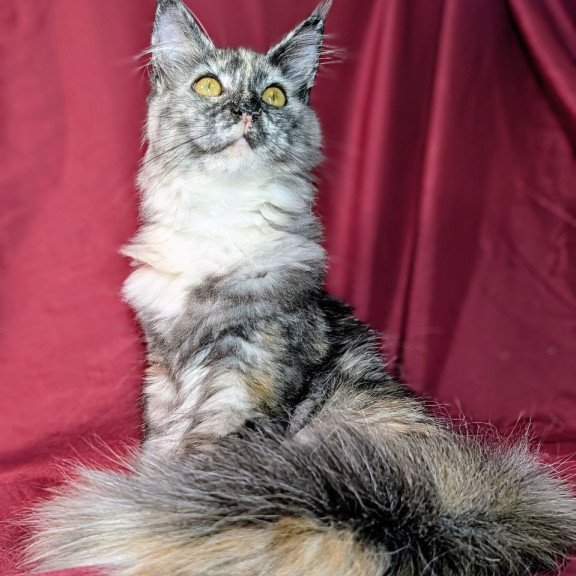 Maine Coon EZ Westalia