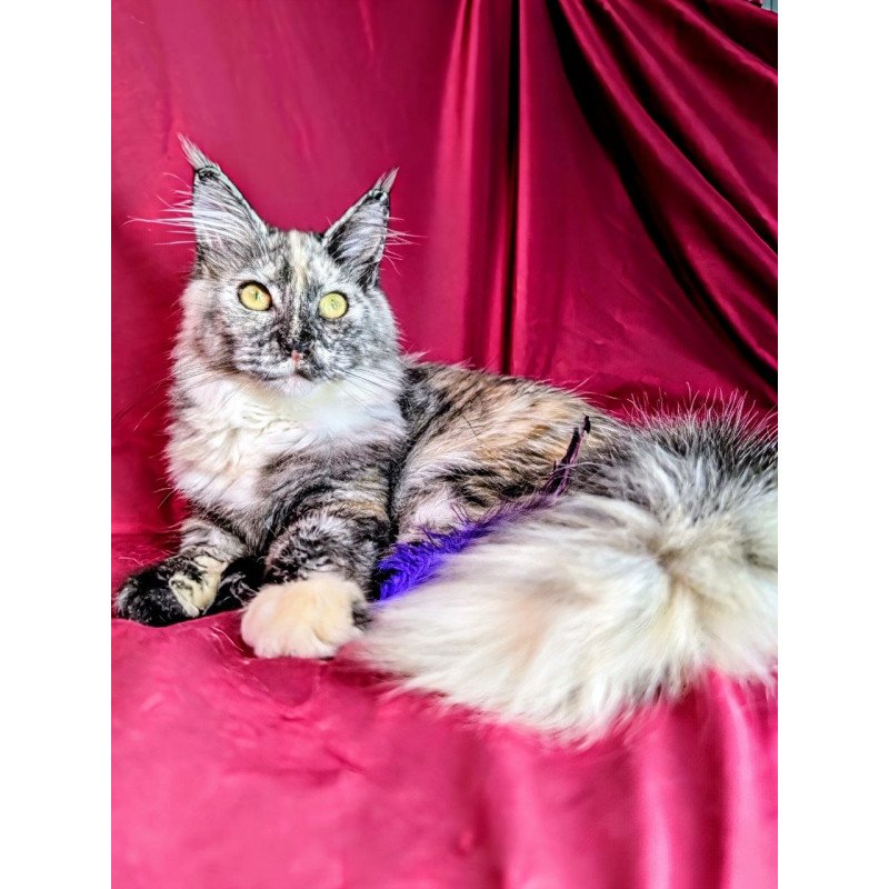 Maine Coon EZ Westalia