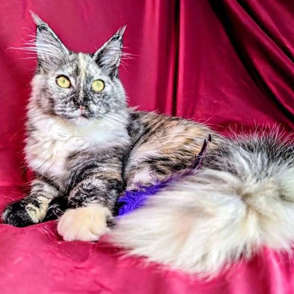Maine Coon EZ Westalia