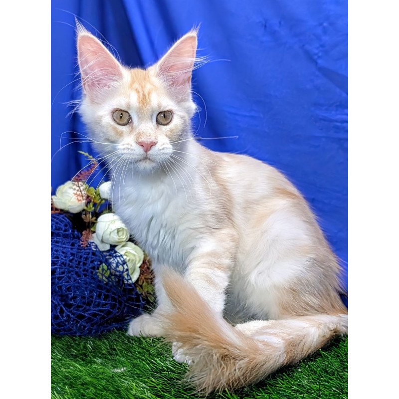 Maine Coon EZ Х-Zefirka