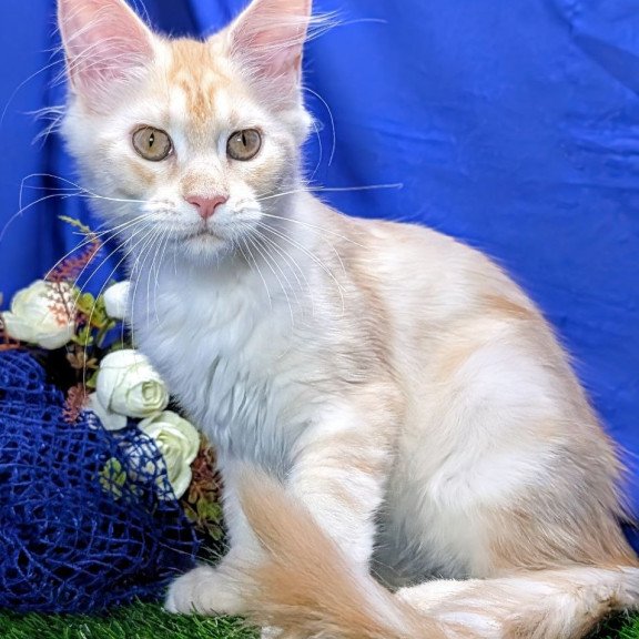 Maine Coon EZ Х-Zefirka