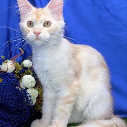 Maine Coon EZ Х-Zefirka