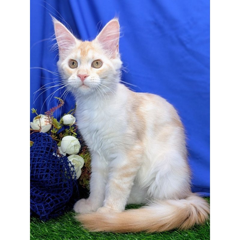 Maine Coon EZ Х-Zefirka