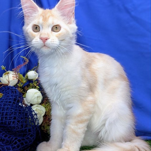 Maine Coon EZ Х-Zefirka