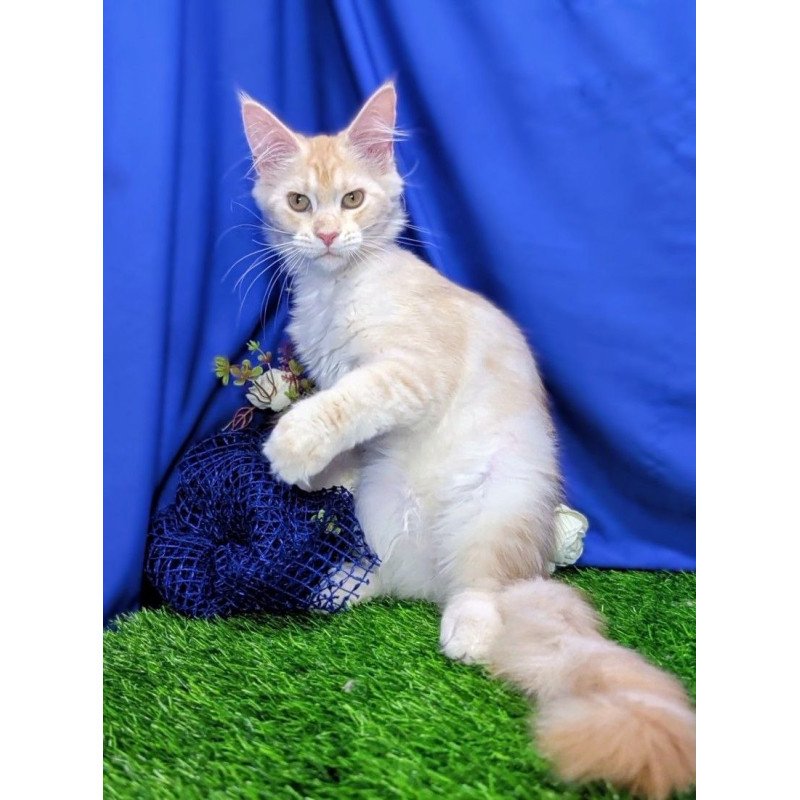Maine Coon EZ Х-Zefirka