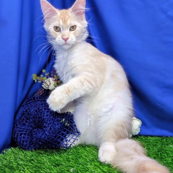 Maine Coon EZ Х-Zefirka