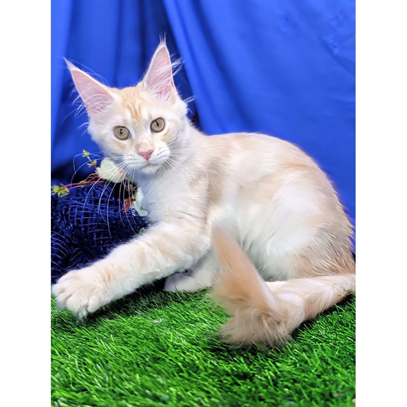 Maine Coon EZ Х-Zefirka