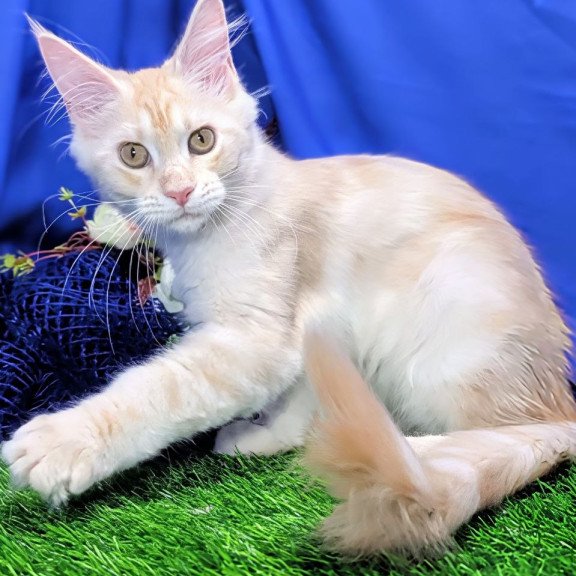 Maine Coon EZ Х-Zefirka