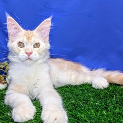 Maine Coon EZ Х-Zefirka