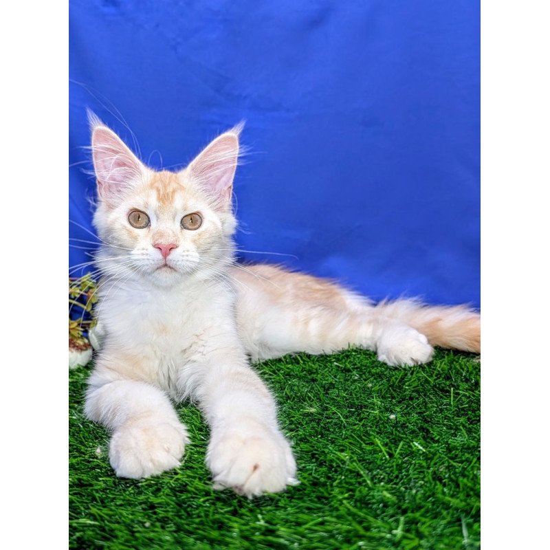 Maine Coon EZ Х-Zefirka