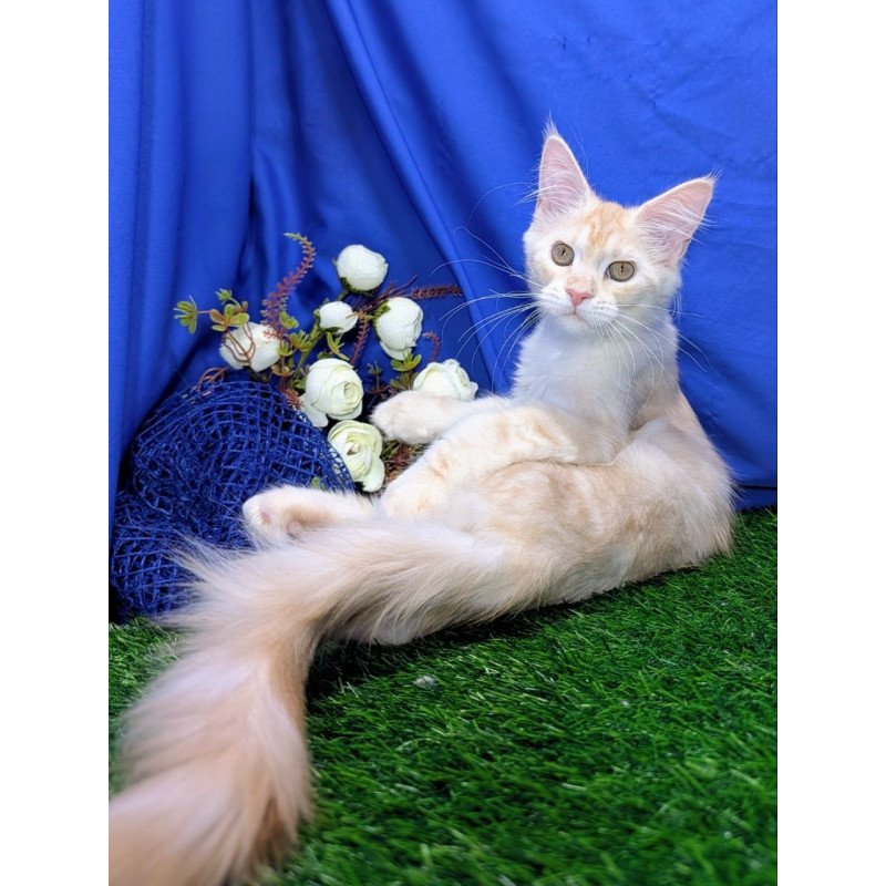 Maine Coon EZ Х-Zefirka