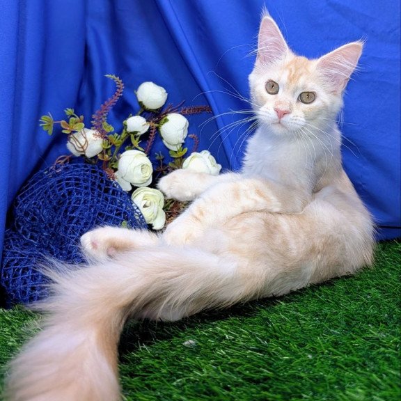 Maine Coon EZ Х-Zefirka