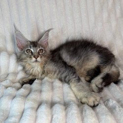 Maine Coon NAD 10.1