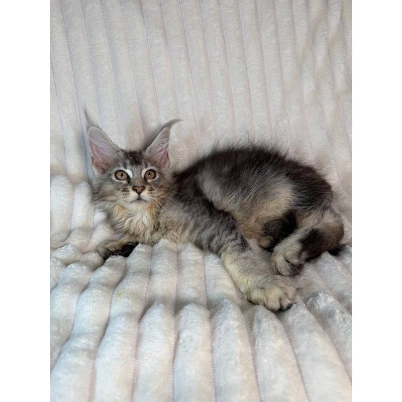 Maine Coon NAD 10.1