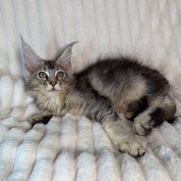 Maine Coon NAD 10.1